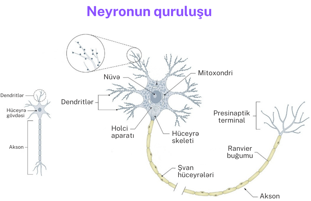 neyronun-qurulusu.png