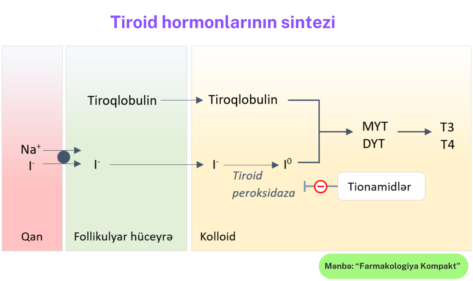tiroid-hormonlari.png